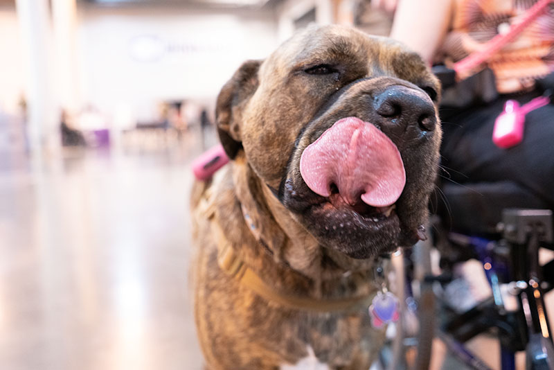 Service dog licking his tongue